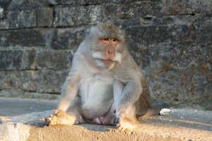 Makaken Affe in Bali
