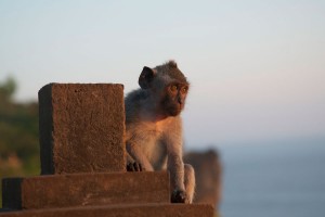 Affe