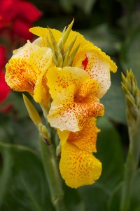 schöne Blume