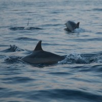 Schwimmen Delphin