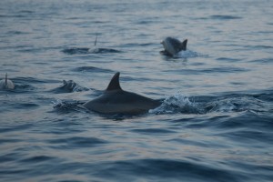 Schwimmen Delphin