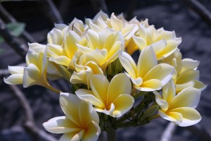 Schöne Blumen