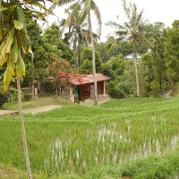 Ferienhaus in Reisfeldern