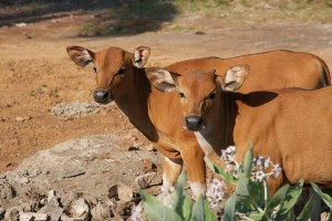 Freies Rindfleisch