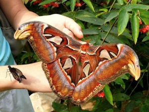 Atlasspinner Schmetterling
